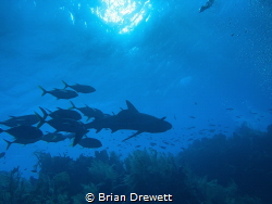 Carribean Reef Shark followed by a school of Jacks off Lo... by Brian Drewett 